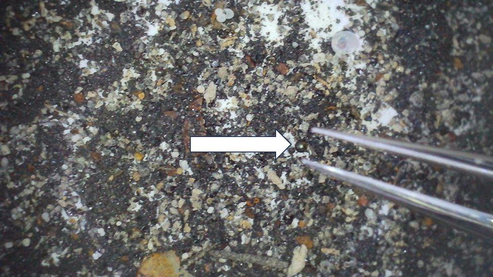 0.4-millimeter diameter iron-rich spherule (white arrow) amongst a background of shell hash and other debris